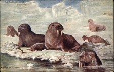 Usado, A/s MAUDE SCRIVENER TUCK região ártica nº Cartão postal 9187 Walrus Walruses comprar usado Usado, A/s MAUDE SCRIVENER TUCK região ártica nº Cartão postal 9187 Walrus Walruses comprar usado  Enviando para Brazil