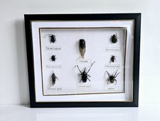 Framed taxidermy bugs for sale Framed taxidermy bugs for sale  BASILDON