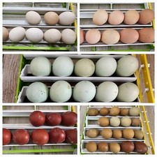 Oeuf fecondes cream d'occasion  Cagnes-sur-Mer