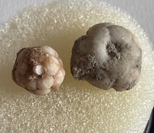 Permiocrinus pumilus crinoide gebraucht kaufen Permiocrinus pumilus crinoide gebraucht kaufen  Hamburg