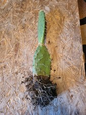 Prickly pear cerro for sale  Selma