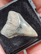 Dent requin fossile d'occasion  Sessenheim