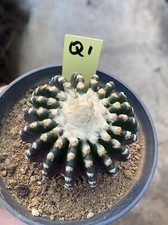 Rare piante cactus usato  Spedire a Italy