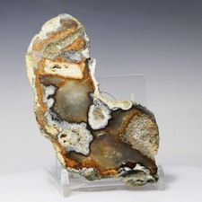 Tampa bay coral for sale  Tucson