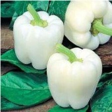 White bell pepper for sale  Salem