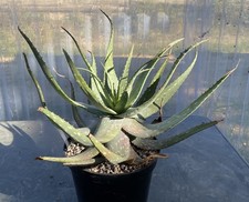 proac d38 d'occasion proac d38 d'occasion  Lamanon