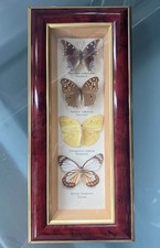 Vintage taxidermy butterflies for sale  LONDON
