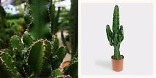 Euphorbia eritrea cactus usato  Italia