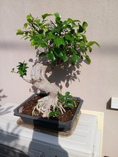 Bonsai ficus nerifolia usato  Castiglione delle Stiviere