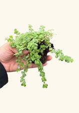 Pilea tiny tears for sale  Terrell
