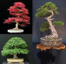 Semi bonsai pino usato  Ardea