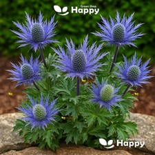 Sea holly blue for sale  DONCASTER