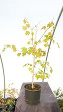 Acer longipes gold for sale Acer longipes gold for sale  Hendersonville