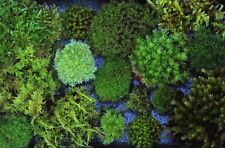 Live moss 6x8 for sale  Tewksbury