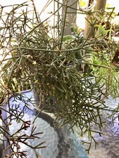 One plant rhipsalis for sale  USA