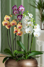 EUA- 50 peças cores escolha sementes Phalaenopsis bonsai varanda flor orquídea sementes comprar usado  Enviando para Brazil