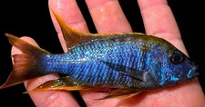 Lemon jake peacock for sale  Liberty