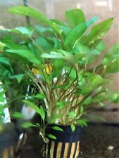 Cryptocoryne wendtii verte d'occasion  Ingwiller