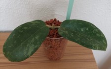 Hoya snow leopard gebraucht kaufen  Neustadt a.d.Waldnaab