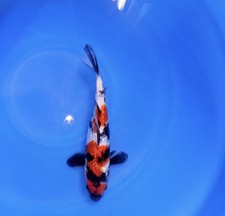 Qty show quality for sale  Dublin