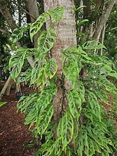 Monstera adansonii node for sale  Englewood