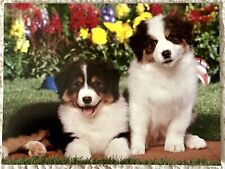 Unused border collie for sale  Atwood