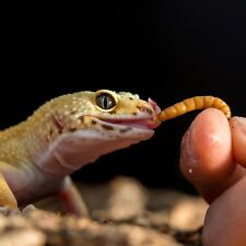 Live mealworms bulk for sale  Lakeside