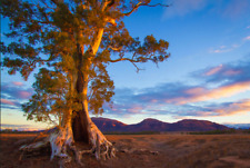 Eucalyptus camaldulensis 150 for sale  HAYLE