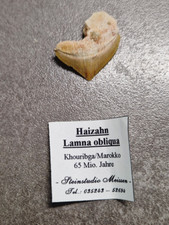 Versteinerter haifischzahn tü gebraucht kaufen  Weinböhla