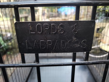 Lord labradors xl for sale  PETERSFIELD