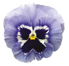 Winter pansy carneval for sale  UK