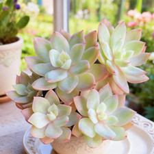 Echeveria silk veil for sale  Edison