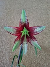 Hippeastrum nova sp. usato  Bagnoregio