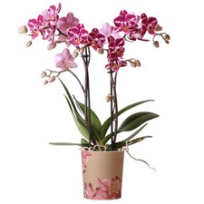 Orchid phalaenopsis kolibri for sale  UK