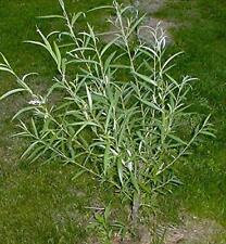 Jumbo hybrid willow for sale  Russell