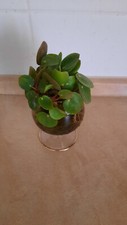 peperomioides pilea gebraucht kaufen peperomioides pilea gebraucht kaufen Dorsten