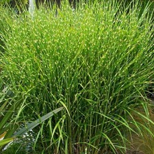 Miscanthus sinensis strictus d'occasion  Pouzauges