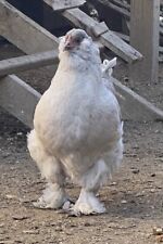 Ameraucana easter egger for sale  Ventress