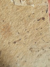 Insecte fossile moustiques d'occasion  Sessenheim