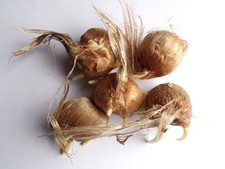 Crocus sativus safran d'occasion Crocus sativus safran d'occasion  Puy-Guillaume