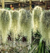 Live tillandsia usneoides. for sale  CARNFORTH