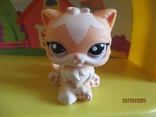 Petshop chat persian d'occasion  Expédié en Belgium