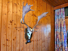 Taxidermie fallhirsch widder gebraucht kaufen  Tholey