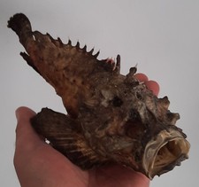 Curiosité taxidermie coquilla d'occasion  Montpellier-