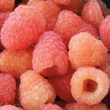 Raspberry plants double for sale  Staten Island