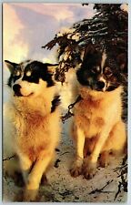 Two beautiful alaskan for sale  Mountain Home