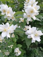 Hardy bare root for sale  MAIDSTONE