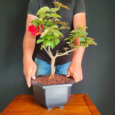 Pre bonsai bouganvillea usato  San Pancrazio Salentino