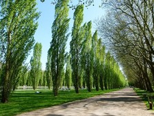 Large populus nigra for sale  KING'S LYNN