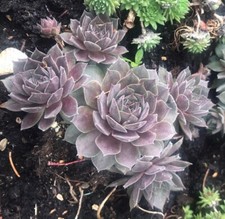 Sempervivum hauswurz steingart gebraucht kaufen  Mainz